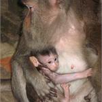 0607_Bali_monkeys